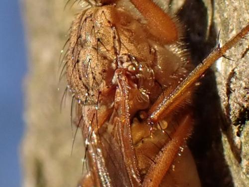 Scathophaga suilla